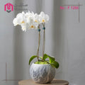 Orchid plant 1290