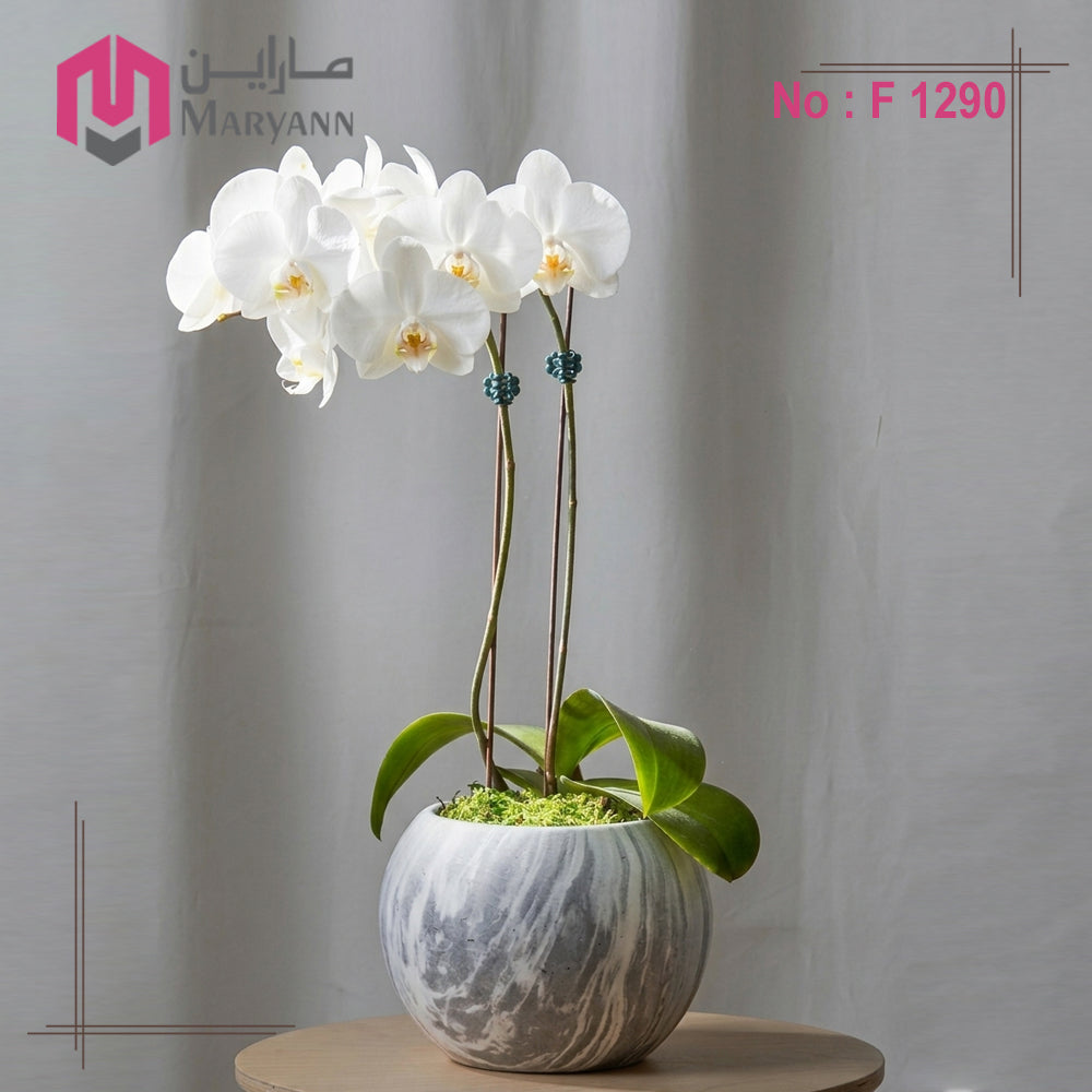 Orchid plant 1290